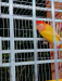 Love bird for sell